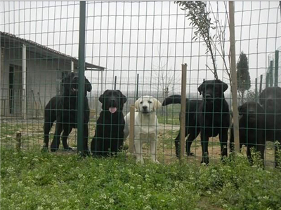 養(yǎng)殖荷蘭網